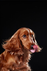 English cocker spaniel on black background, studio portrait
