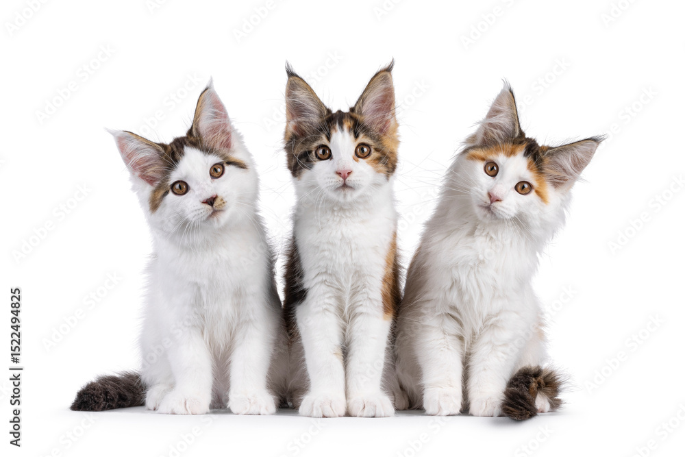 Poster three maine coon cat kittens sitting beside eachother on a row. looking towards camera. isolated on 