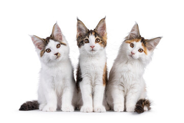 Three Maine Coon cat kittens sitting beside eachother on a row. Looking towards camera. Isolated on a white background.