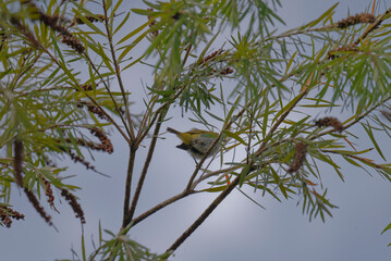 Oriental white eye on the branch