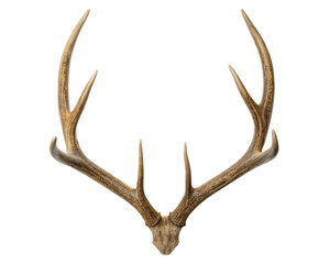 Stag antlers mounted for a rustic decorative touch on a transparent background