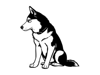 Fototapeta premium A detailed black and white monochrome vector illustration of a Siberian Husky dog sitting gracefully.