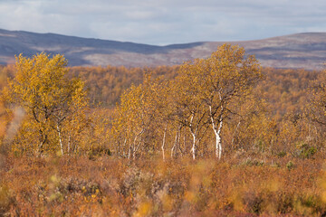 Autumnal fjell landscape in northern Finland