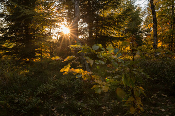 Forest in Czech Republic in autumn