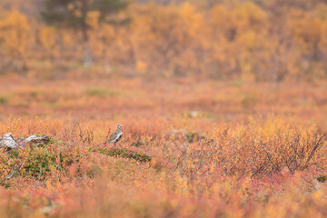 Golden plover in a yellow autumn landscape in finland