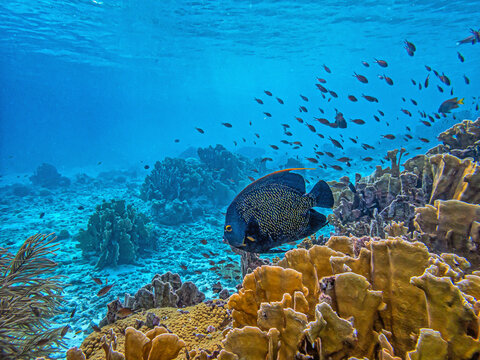 Pomacanthus paru, French angelfish