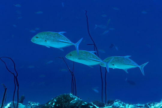 Bluefin trevally swimming in Maldives ocean depth