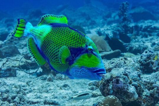 Vibrant titan triggerfish in Maldivian reef