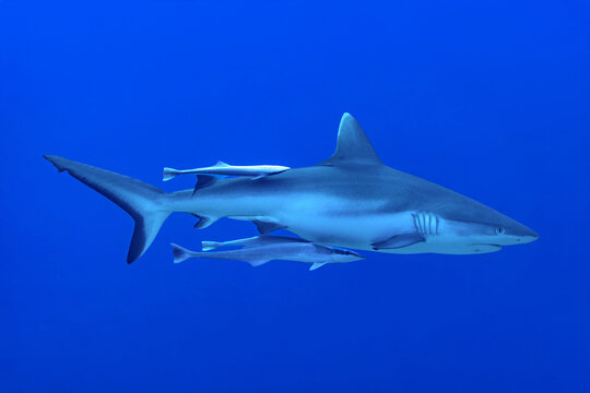 Grey reef shark and remoras swimming together in blue ocean