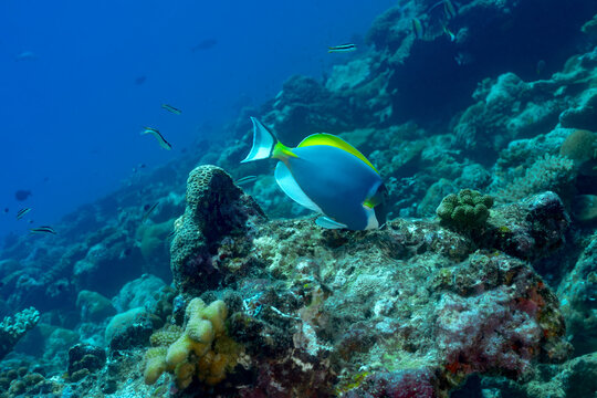 Powder blue tang swimming over coral reef in Maldives