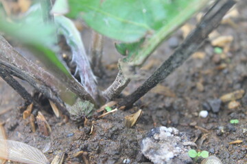 Gerbera flower buds in white pot

