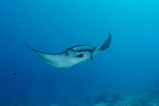 Reef manta ray glides gracefully in Maldives waters