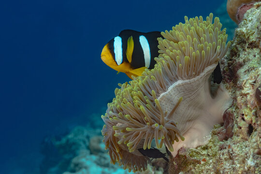 Clark's anemonefish and sea anemone in Maldives waters