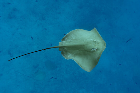 Majestic red stingray swimming through clear Maldivian waters
