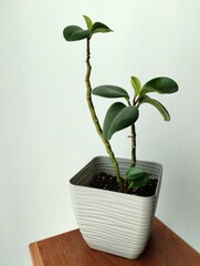 Tiesto con planta de hojas en interior