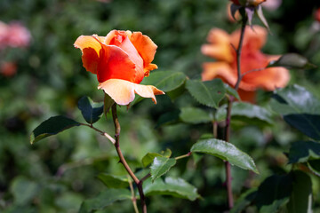 Beautiful orange flower of the rose Just Joey in the sunshire in spring