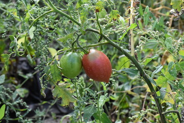 Ripe Tomatoes Growing in the Garden
