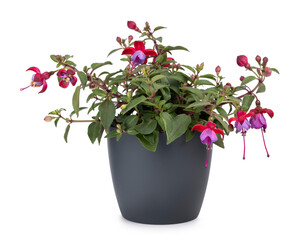 Bella Fuchsia Susanna plant, in a gray pot. Isolated on a white background.