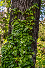 The trunk of a tree is covered with a green plant.
