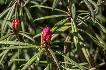 A pink rhododendron flower on a bush in the garden in summer.