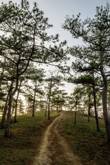 Scenic Trail Through Pine Forest at Sunset. Pathway to Serenity and Adventure. Dalat, Vietnam.