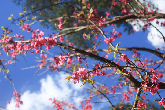 Cherry Blossom Tree in Full Bloom. Cherry blossom tree full of pink flowers under a vivid blue sky, capturing the essence of springtime.