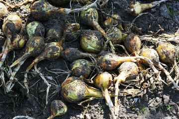 Ripe onions.