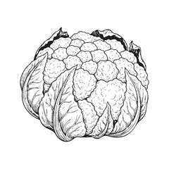 Cauliflower Vegetable Doodle Illustration – Hand-Drawn Black and White Line Art on Transparent Background
