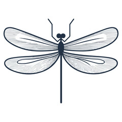 dragonfly, insect, animal, vector, transparent background, creature, anisoptera, nature, wings, isolated, natural