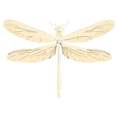 dragonfly, insect, animal, vector, transparent background, creature, anisoptera, nature, wings, isolated, natural