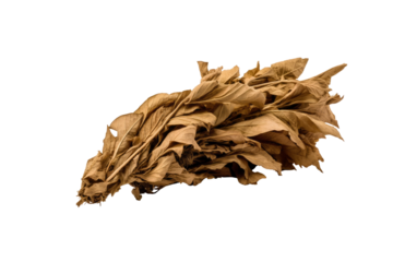 A cluster of dried, brown leaves, captured in a close-up shot against a transparent background. background removed