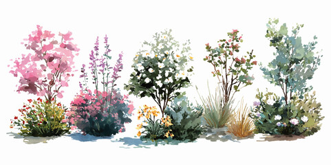 bush of flowers on white background. Bush tree flower of bougainvillea on isolated transparent background

