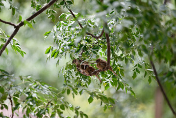 Sparrows are lined up on the branch