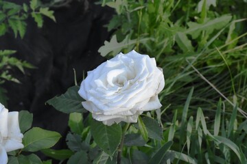 Elegant white Roses in Full Bloom
