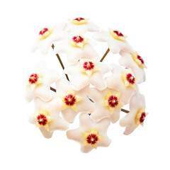 White flowers Hoya Carnosa, bouquet of flowers in PNG isolated on transparent background