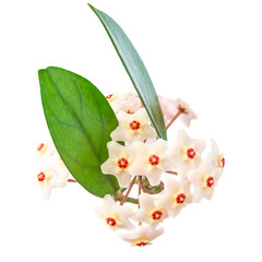 White flowers Hoya Carnosa with green leaf, bunch of flowers in PNG isolated on transparent background