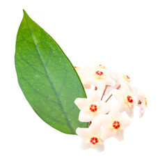 White flowers Hoya Carnosa with green leaf, bunch of flowers in PNG isolated on transparent background