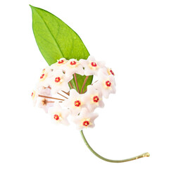 White flowers Hoya Carnosa with green leaf, bunch of flowers in PNG isolated on transparent background