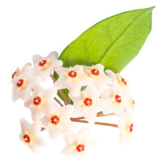 White flowers Hoya Carnosa with green leaf, bunch of flowers in PNG isolated on transparent background