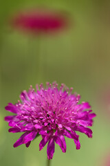 Close-up pink flower upright, Macedonian widow flower vertical, Knautia macedonica, pollen pistils, pollen on flowers