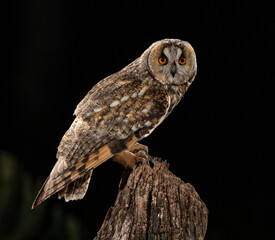 Little Owl