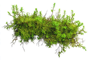 Green moss growing on a white background, flat lay, isolated on a  transparent background
