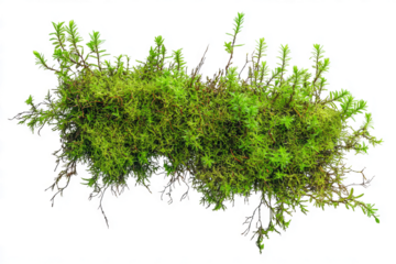 Green moss growing on a white background, flat lay, isolated on a  transparent background
