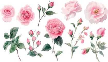 Fototapeta premium Elegant Watercolor Pink Roses and Buds Isolated on White Background Perfect for Wedding Invitations Greeting Cards or Any Delicate Floral Design Projects with a