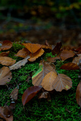 Magical autumn landscapes with colorful foliage, forest paths and golden light

