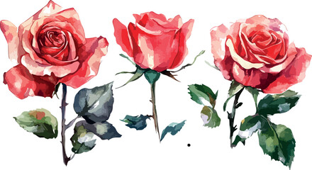 Fototapeta premium Watercolor Illustration of Red Roses with Buds on White Background Perfect for Valentine s Day Wedding Invitations or Romantic Designs with a Delicate and