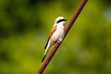 Red-backed Shrike Perched on a Rope