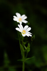 White Wildflowers Blooming in Nature – Close-Up on Green Background