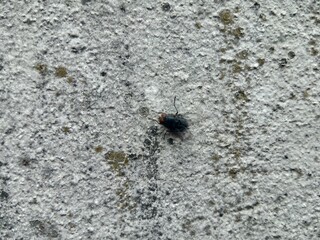 A Blue Bottle Fly