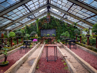 Peaceful greenhouse interior with bonsai trees, ivy-covered walls, and rustic benches surrounded by lush foliage and filtered natural light.